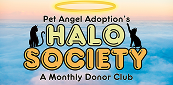Pet Angel's Halo Society flyer