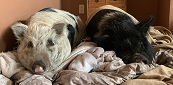 Pets sleeping